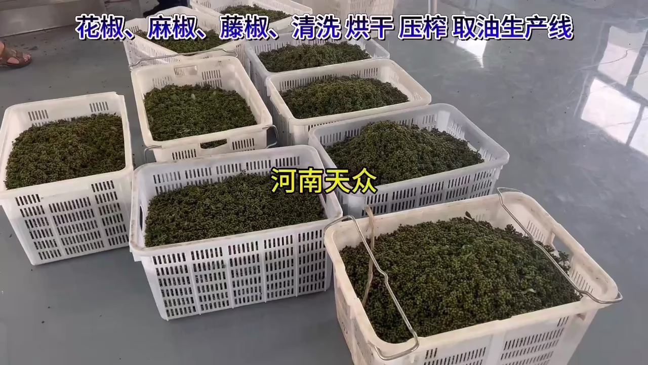 花椒麻椒藤椒清洗壓榨取油生產(chǎn)線